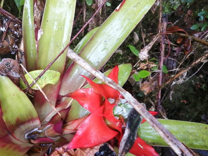 Guzmania conglomerata, photographed by GERMAN LEONEL SARMIENTO CRUZ