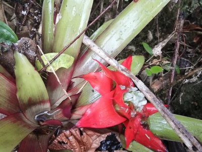 Guzmania conglomerata, photographed by GERMAN LEONEL SARMIENTO CRUZ