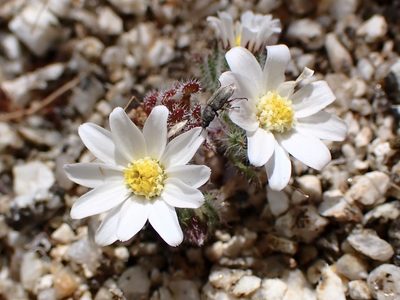 Monoptilon bellioides