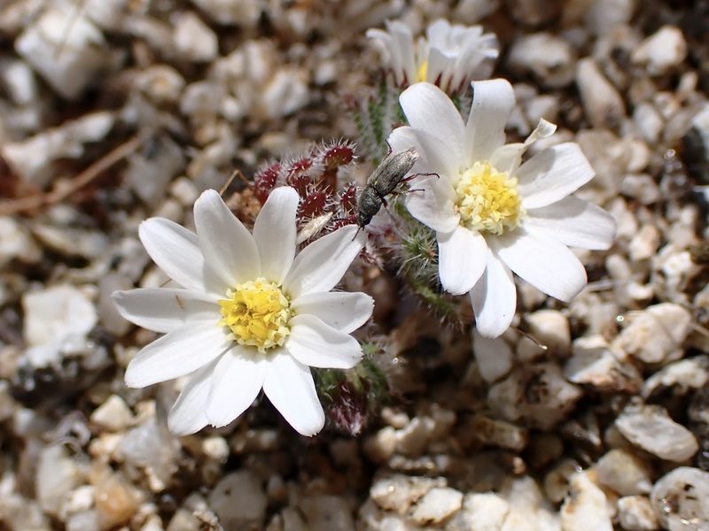 Monoptilon bellioides, photographed by Cricket Raspet