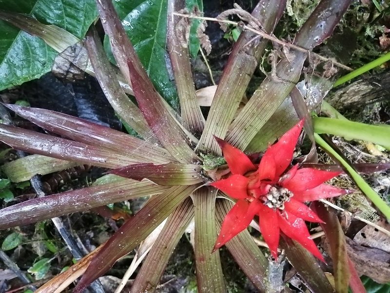 Guzmania lingulata, photographed by GERMAN LEONEL SARMIENTO CRUZ
