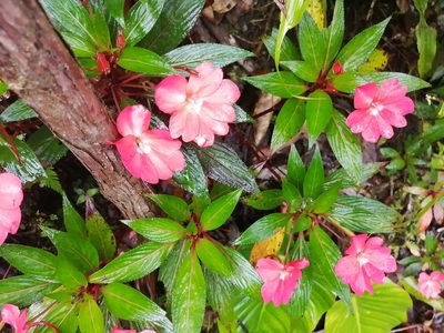 Impatiens hawkeri, photographed by GERMAN LEONEL SARMIENTO CRUZ