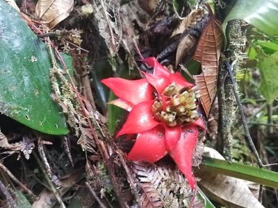Guzmania conglomerata, photographed by GERMAN LEONEL SARMIENTO CRUZ