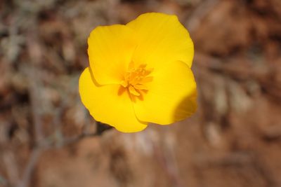 Eschscholzia caespitosa, photographed by Steve Woodward