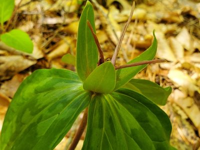 Trillium cuneatum, photographed by Samuel A Schmid, PhD, PWS