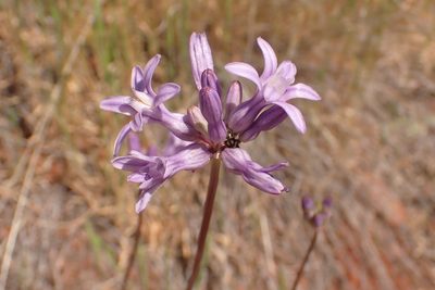 Dichelostemma multiflorum