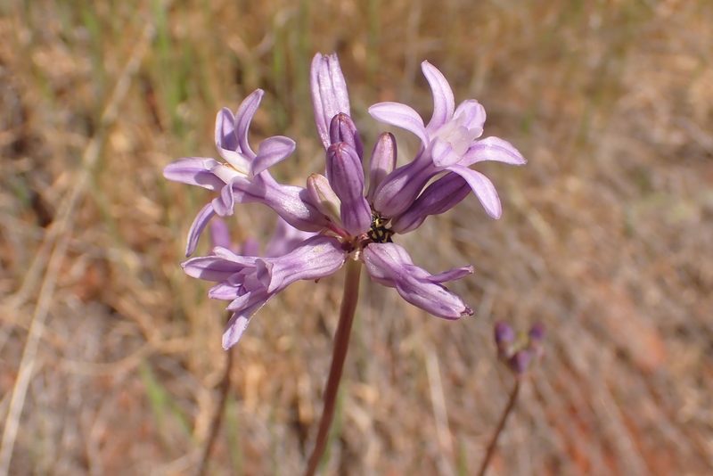 Dichelostemma multiflorum, photographed by Steve Woodward