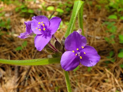 Tradescantia hirsuticaulis, photographed by Samuel A Schmid, PhD, PWS