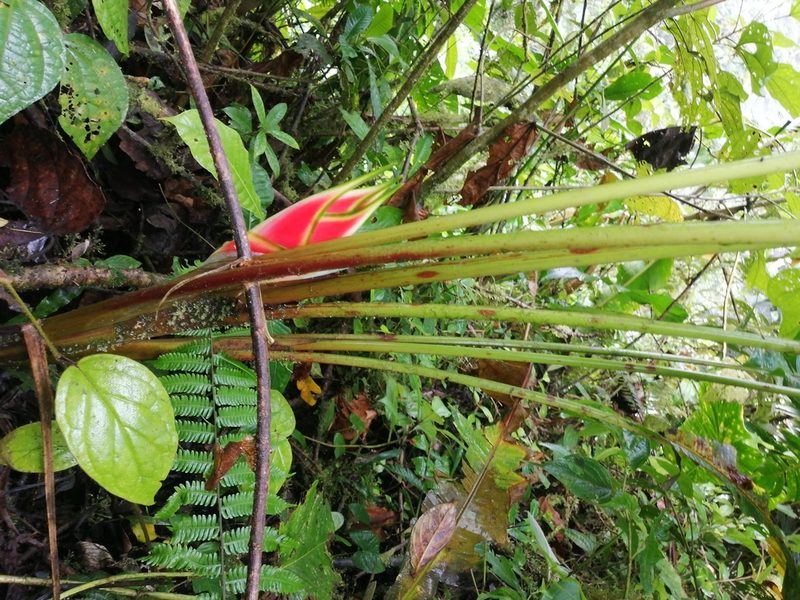 Heliconia wagneriana, photographed by GERMAN LEONEL SARMIENTO CRUZ