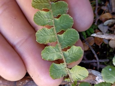 Cranfillia fluviatilis, photographed by Oscar Dove