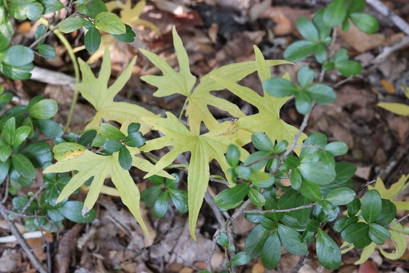 Dioscorea brachybotrya, photographed by nitsuga74