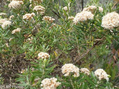 Ozothamnus ferrugineus, photographed by lallen