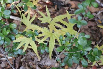 Dioscorea brachybotrya, photographed by nitsuga74
