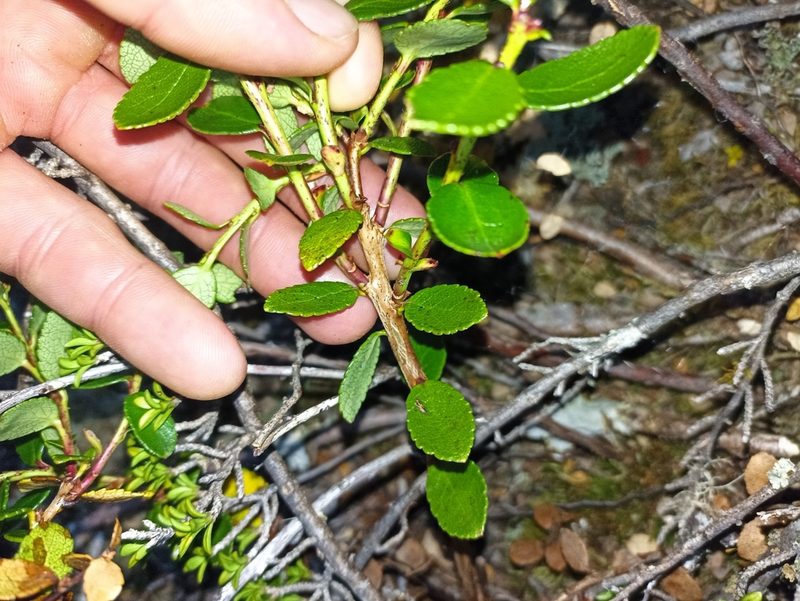 Gaultheria crassa, photographed by Oscar Dove