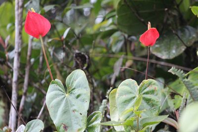 Anthurium andraeanum, photographed by GERMAN LEONEL SARMIENTO CRUZ