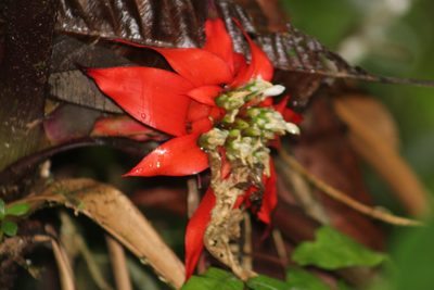 Guzmania conglomerata, photographed by GERMAN LEONEL SARMIENTO CRUZ