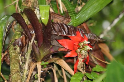 Guzmania conglomerata, photographed by GERMAN LEONEL SARMIENTO CRUZ
