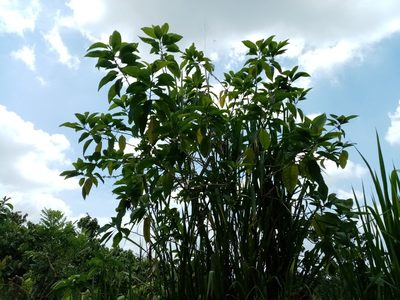 Iochroma arborescens, photographed by Pier Luiggi Maquilón