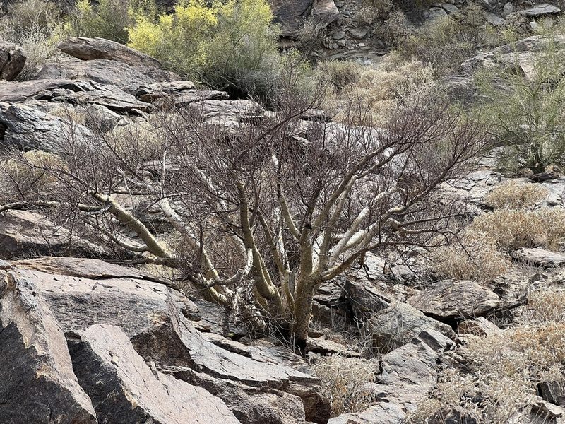 Bursera microphylla, photographed by Ian McFaul