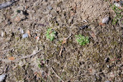 Alchemilla australis, photographed by Bonnie Semmling