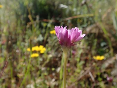 Allium serra, photographed by joergmlpts