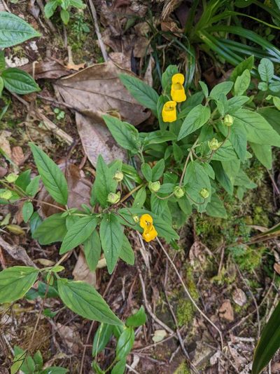Calceolaria irazuensis, photographed by Trevor Van Loon