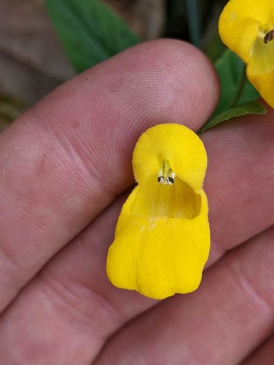 Calceolaria irazuensis, photographed by Trevor Van Loon