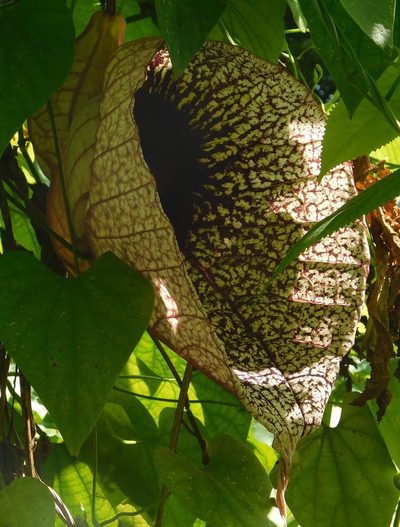 Aristolochia grandiflora, photographed by kkacheltje