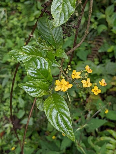 Deppea grandiflora, photographed by Trevor Van Loon