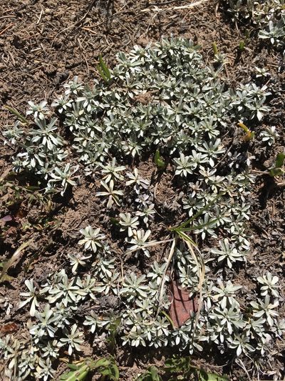 Antennaria rosulata, photographed by Cecelia Alexander