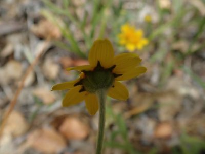 Monolopia gracilens, photographed by joergmlpts