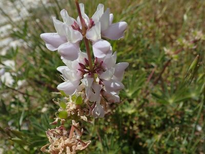 Lupinus microcarpus, photographed by joergmlpts