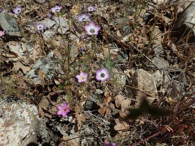 Gilia tricolor, photographed by joergmlpts