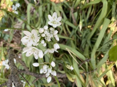 Allium neapolitanum, photographed by David Lazarus