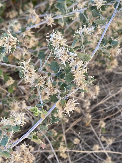Brickellia desertorum, photographed by Cricket Raspet