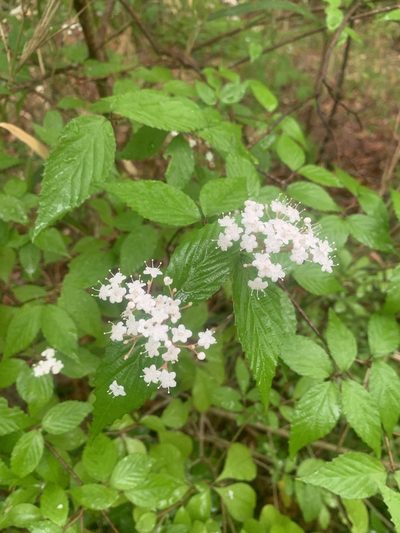 Viburnum erosum, photographed by 岸本年郎
