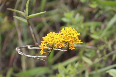 Epidendrum melinanthum, photographed by GERMAN LEONEL SARMIENTO CRUZ