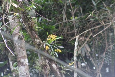 Oncidium chrysomorphum, photographed by GERMAN LEONEL SARMIENTO CRUZ