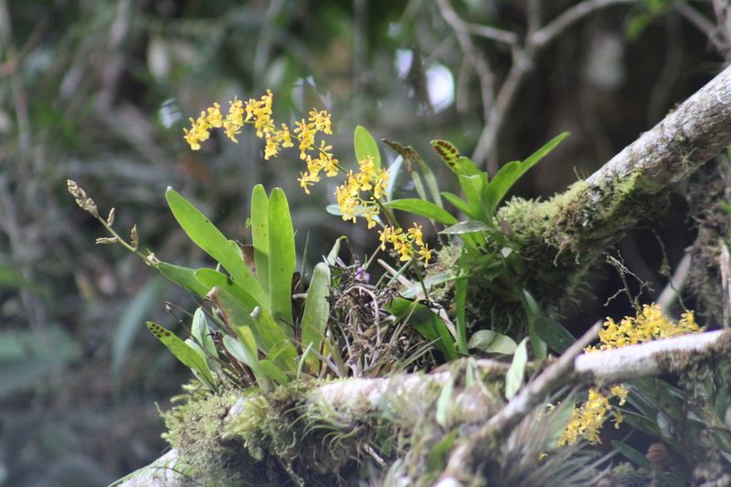 Oncidium chrysomorphum, photographed by GERMAN LEONEL SARMIENTO CRUZ