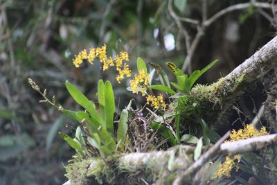 Oncidium chrysomorphum, photographed by GERMAN LEONEL SARMIENTO CRUZ