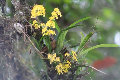 Oncidium chrysomorphum, photographed by GERMAN LEONEL SARMIENTO CRUZ
