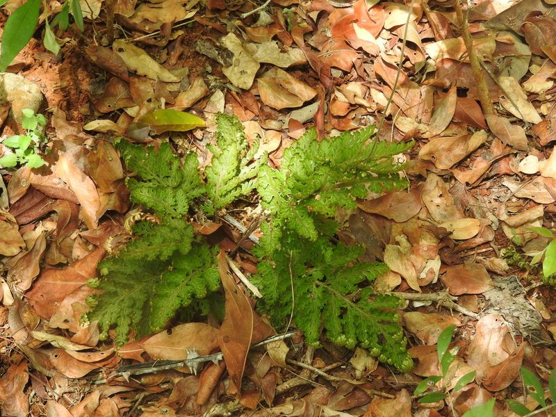 Selaginella convoluta, photographed by Sebastián de Jesús Herrera Buenfil