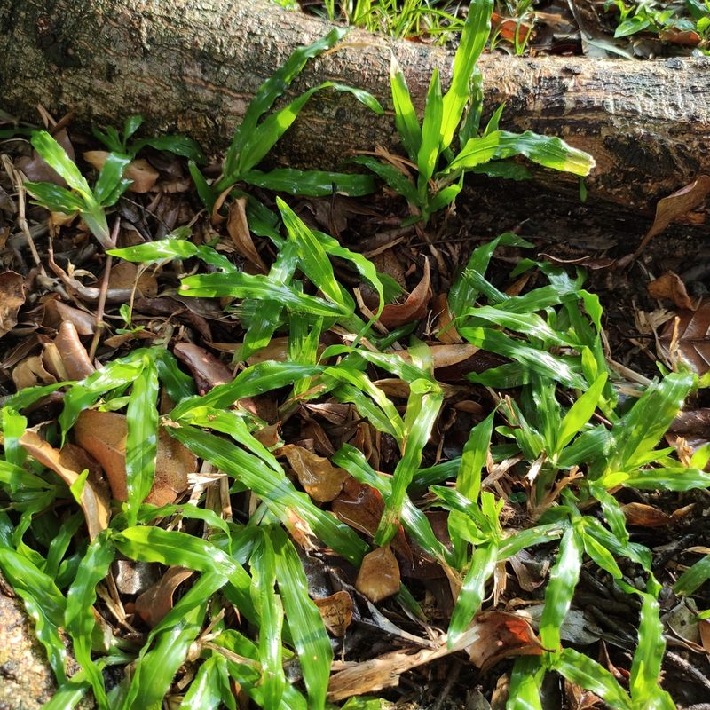 Axonopus compressus, photographed by Jenny Saito