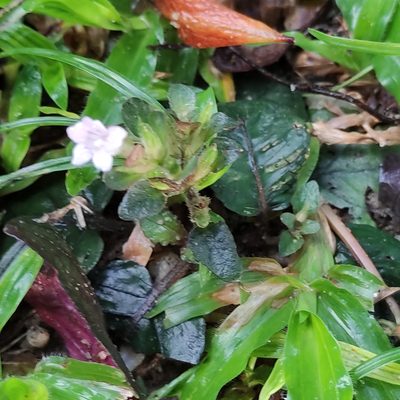 Strobilanthes reptans, photographed by Jenny Saito