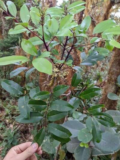 Zanthoxylum melanostictum, photographed by Trevor Van Loon