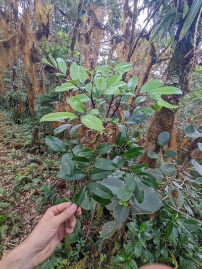 Zanthoxylum melanostictum, photographed by Trevor Van Loon
