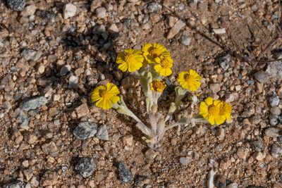 Eriophyllum wallacei, photographed by ant, like the bug