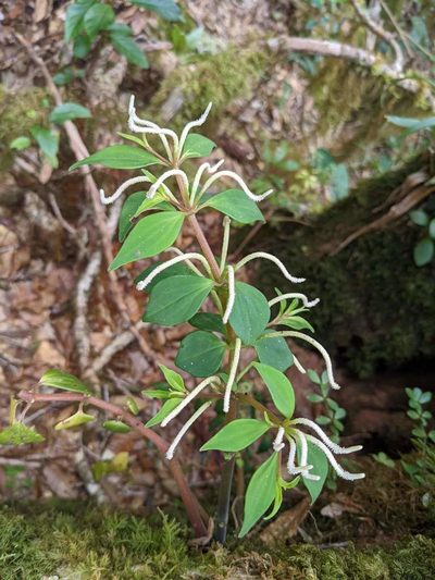 Peperomia palmana, photographed by Trevor Van Loon