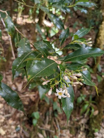 Palicourea salicifolia, photographed by Trevor Van Loon