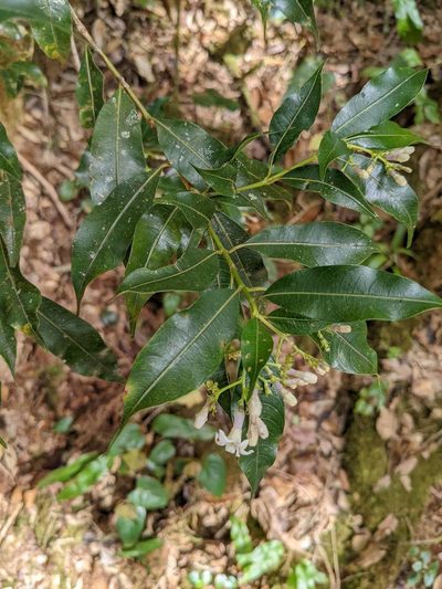Palicourea salicifolia, photographed by Trevor Van Loon
